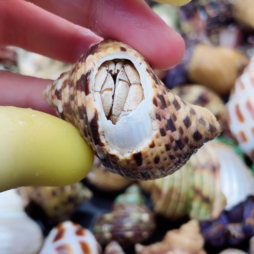 1.8口漏天窗外岛白灰白