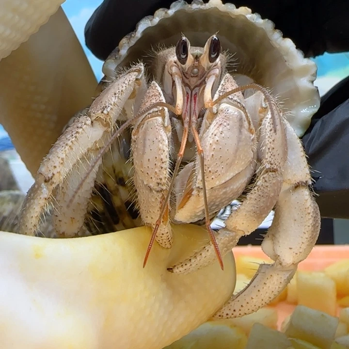 A93灰黄 灰白2.4cm口径