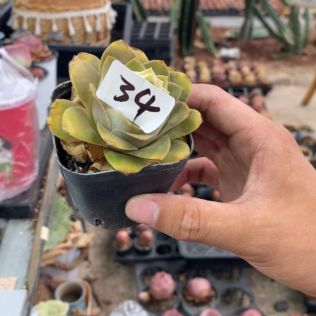 珈***颉山地玫瑰0000000034