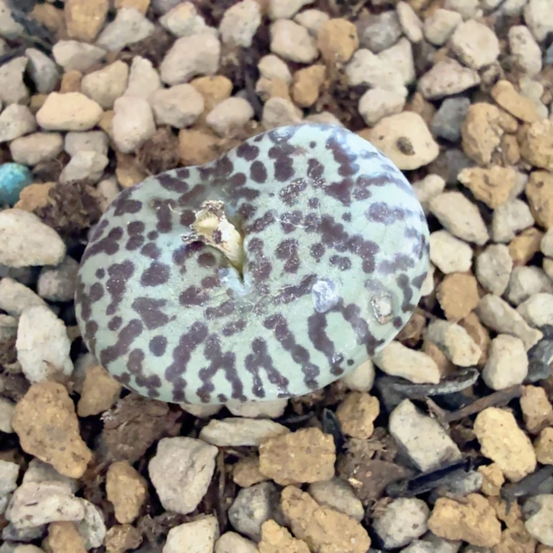 青蛙TS603 12-23-L42