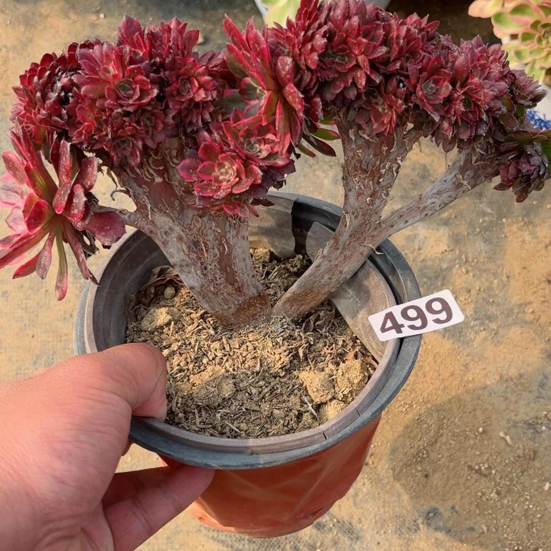 499墨雅金刚缀多肉植物