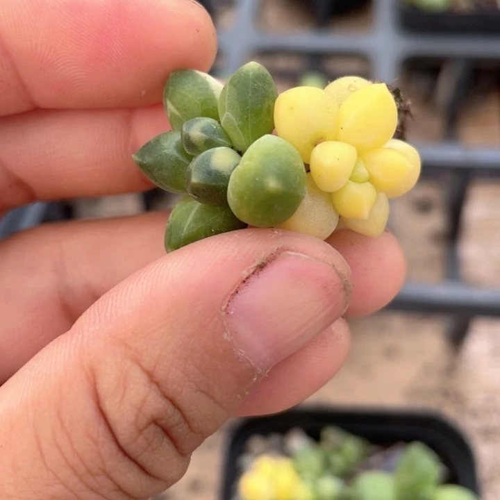 一我一拍满18包邮