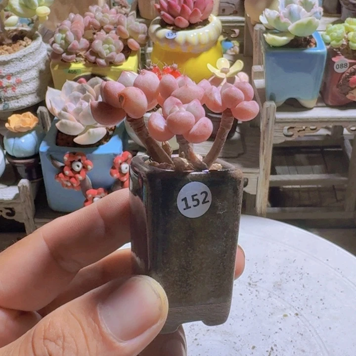 ʚ****一物一拍编号152