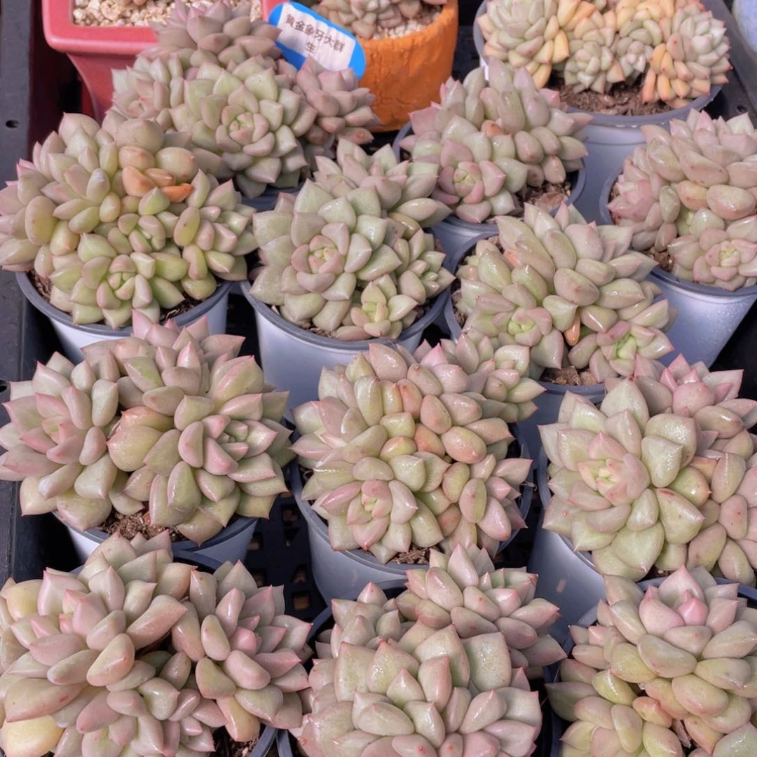 量拍41号 黄金象牙大群生一个