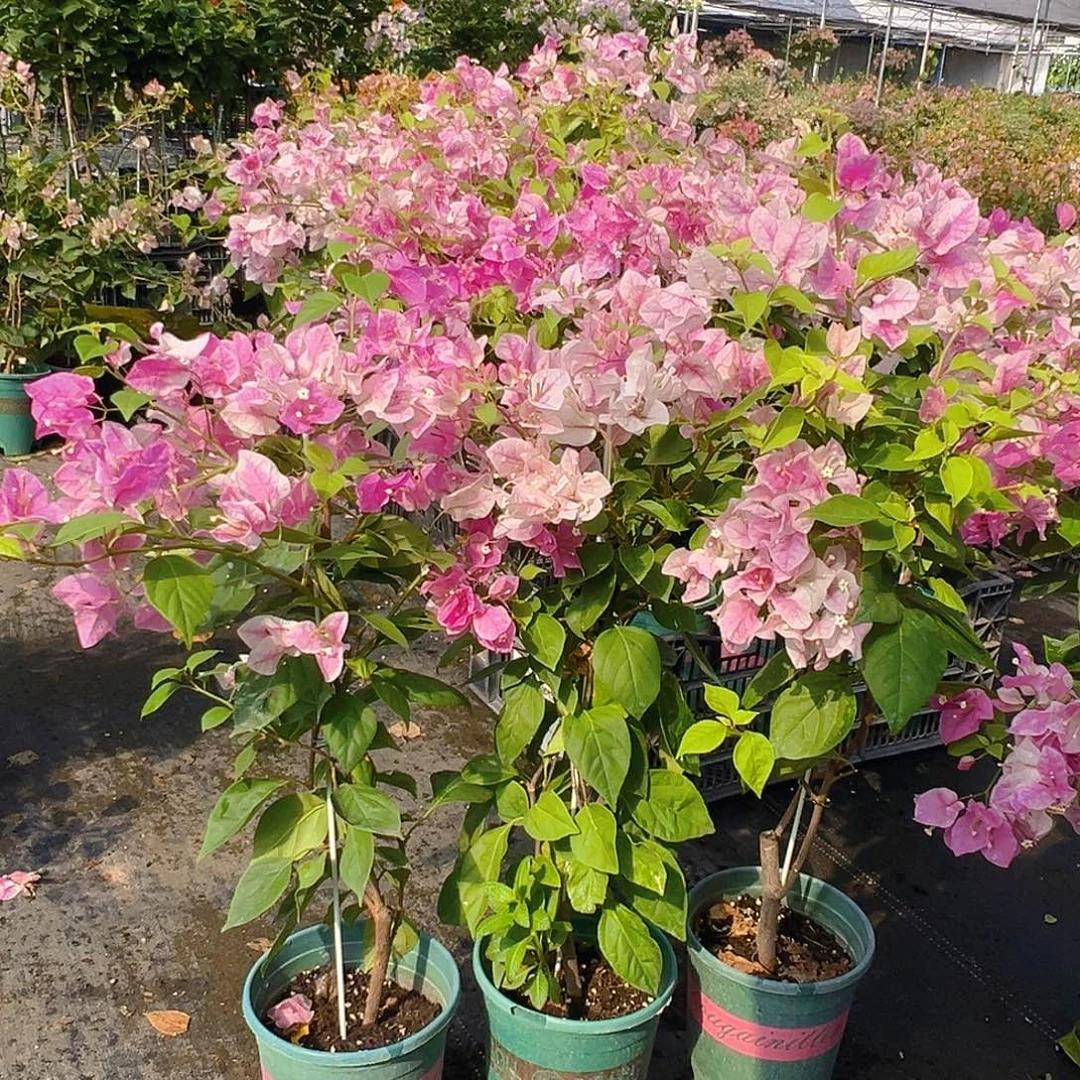 大部分花苞少量开放漳红樱带竹一棵