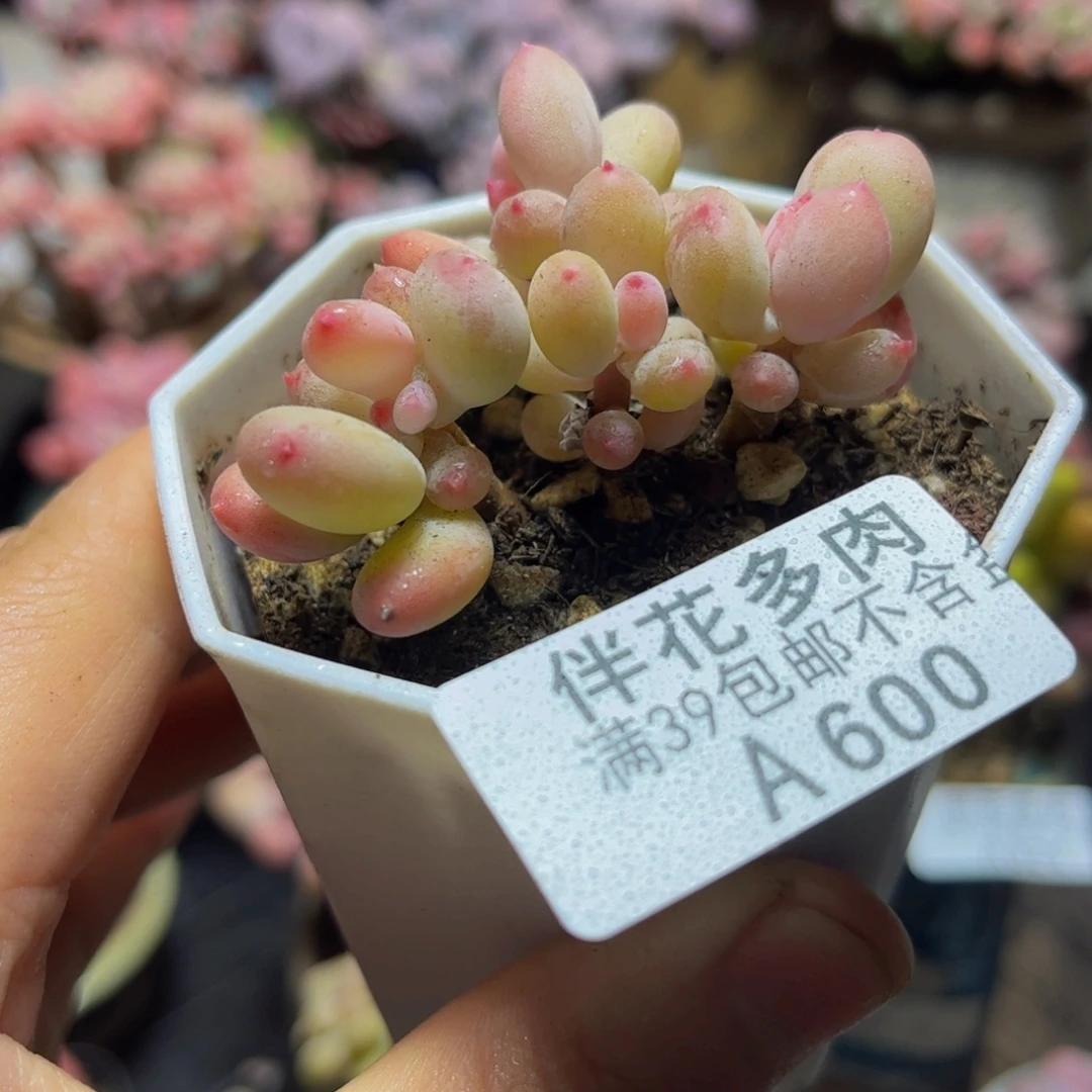 600二代苹果奶5厘米多肉