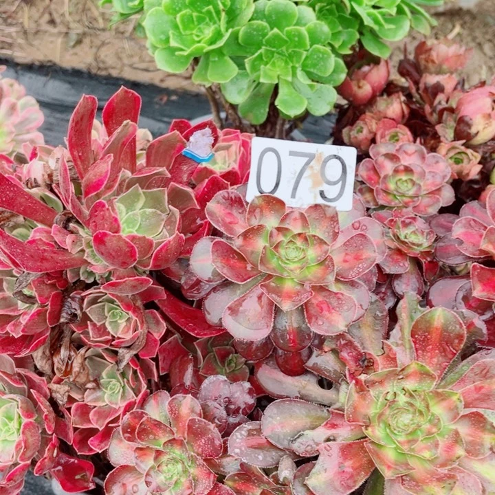 多肉植物组合079