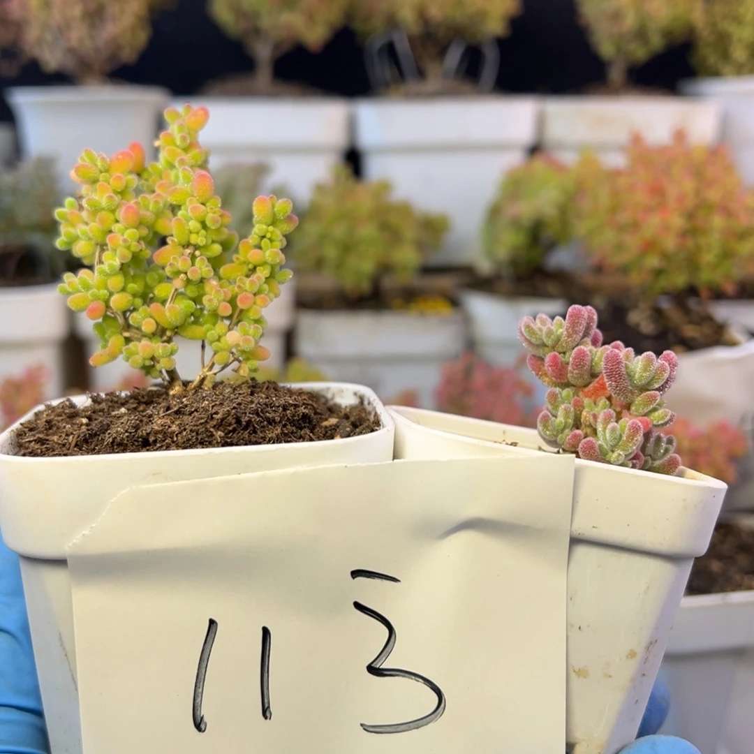 精品蜜橘冰晶组113➕小惊喜