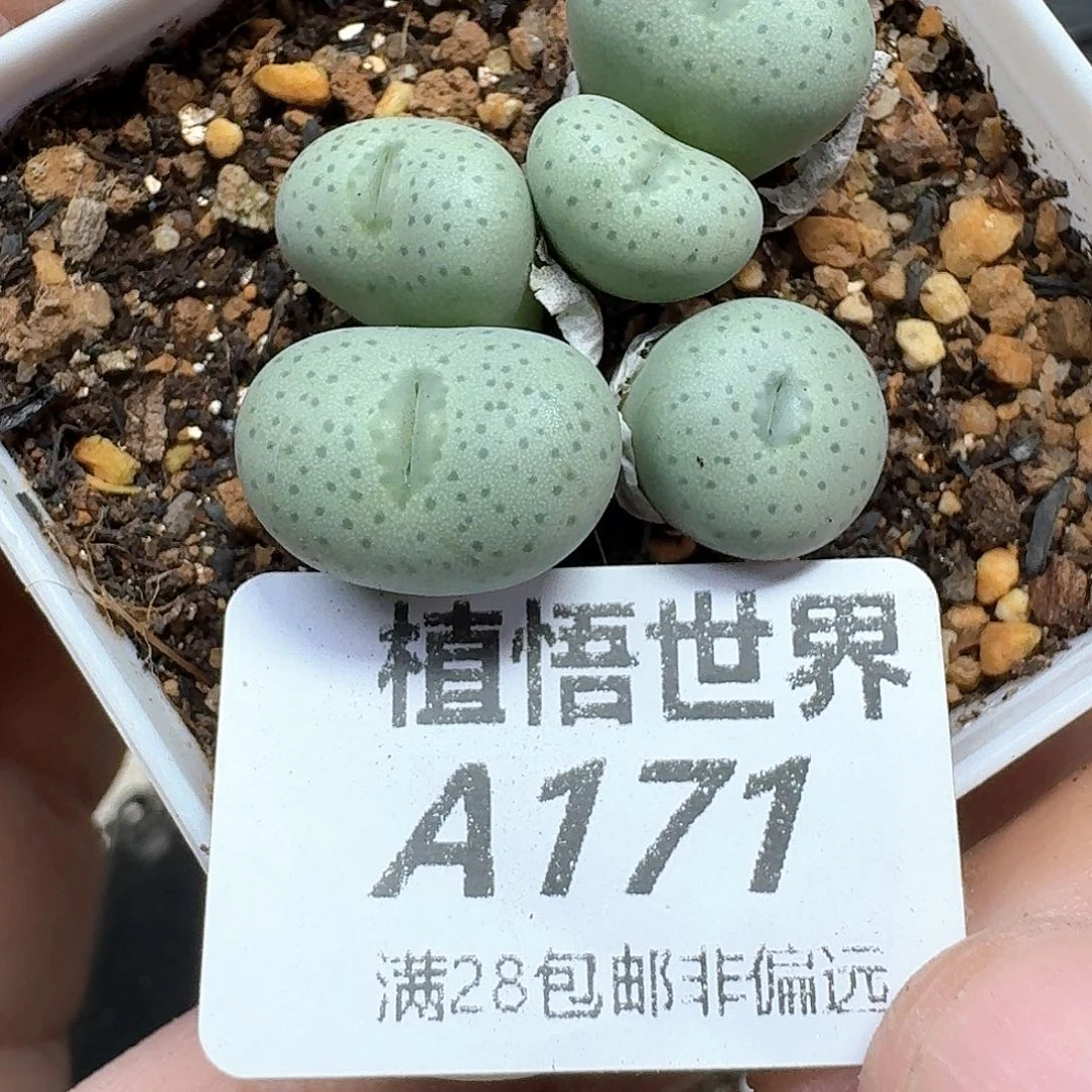 多肉植物的润泽地f