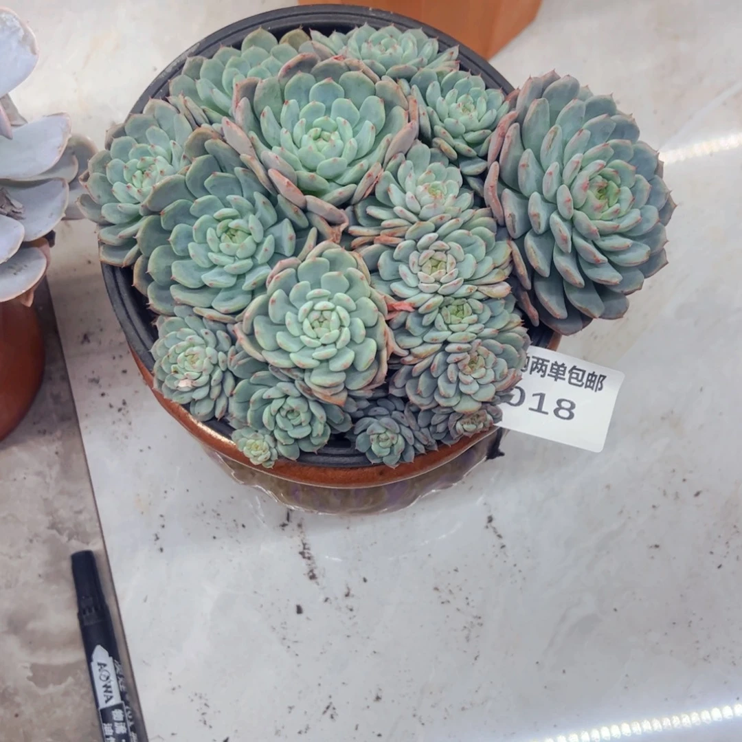 小***間多肉植物组合盆栽