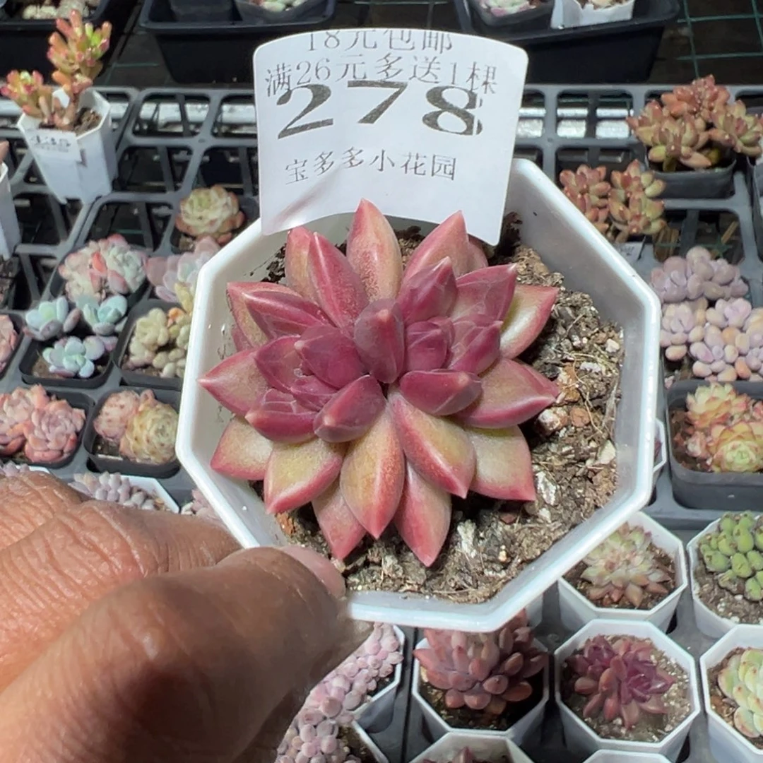 278号双头精控迷雾泡泡一物一拍满18包邮