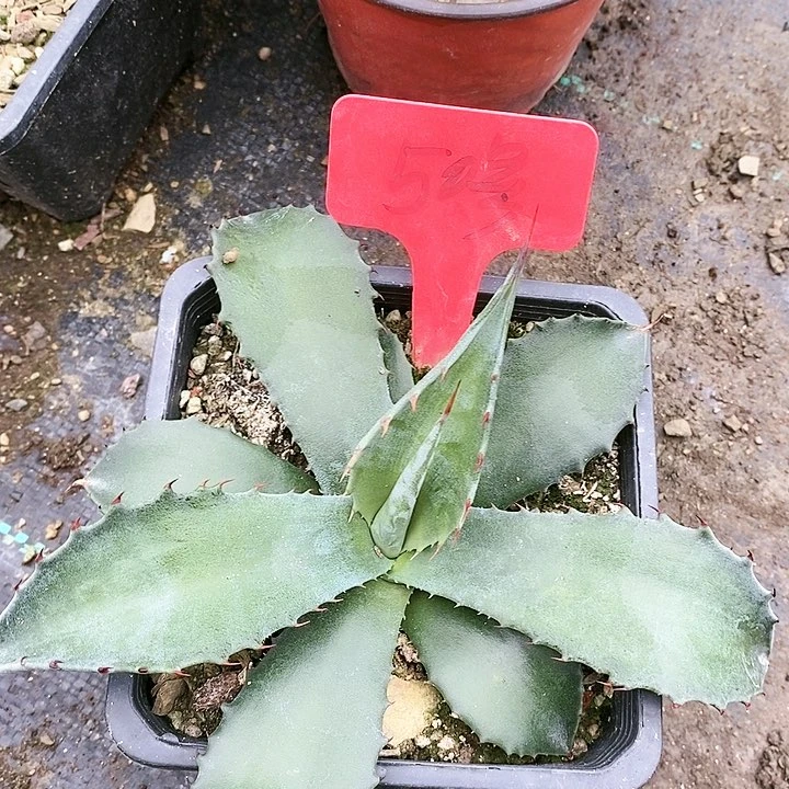 【闪购商品】无花朵龙舌兰赛米娜三单包邮