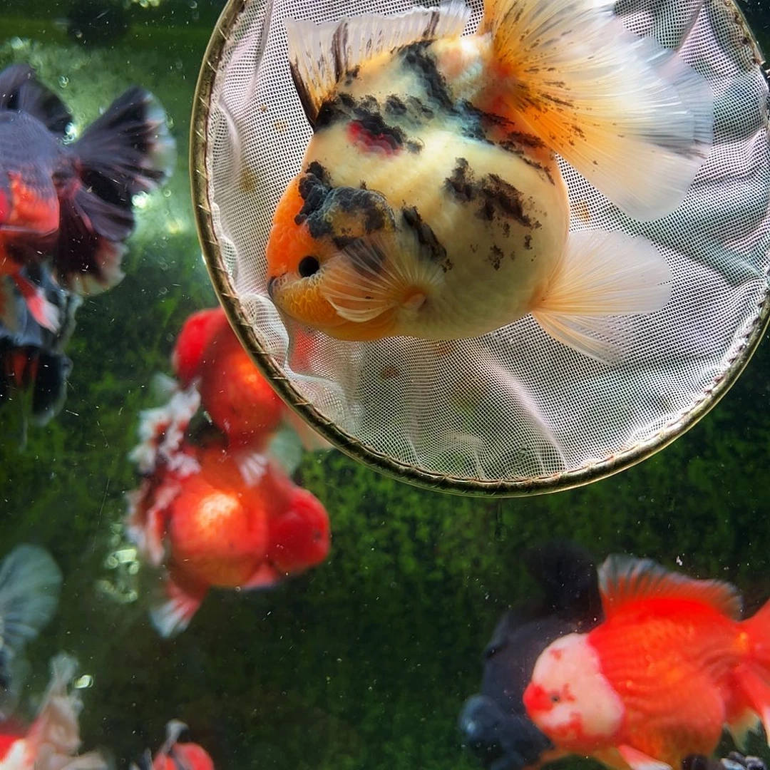 金鱼百褶泰冷水金鱼