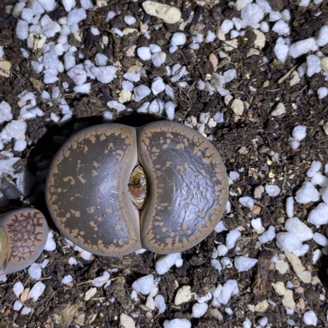 非偏远满28包邮558