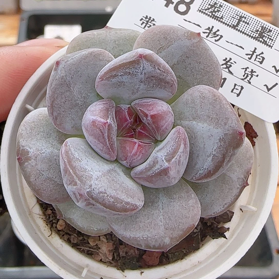 多肉0801-248石榴籽星影