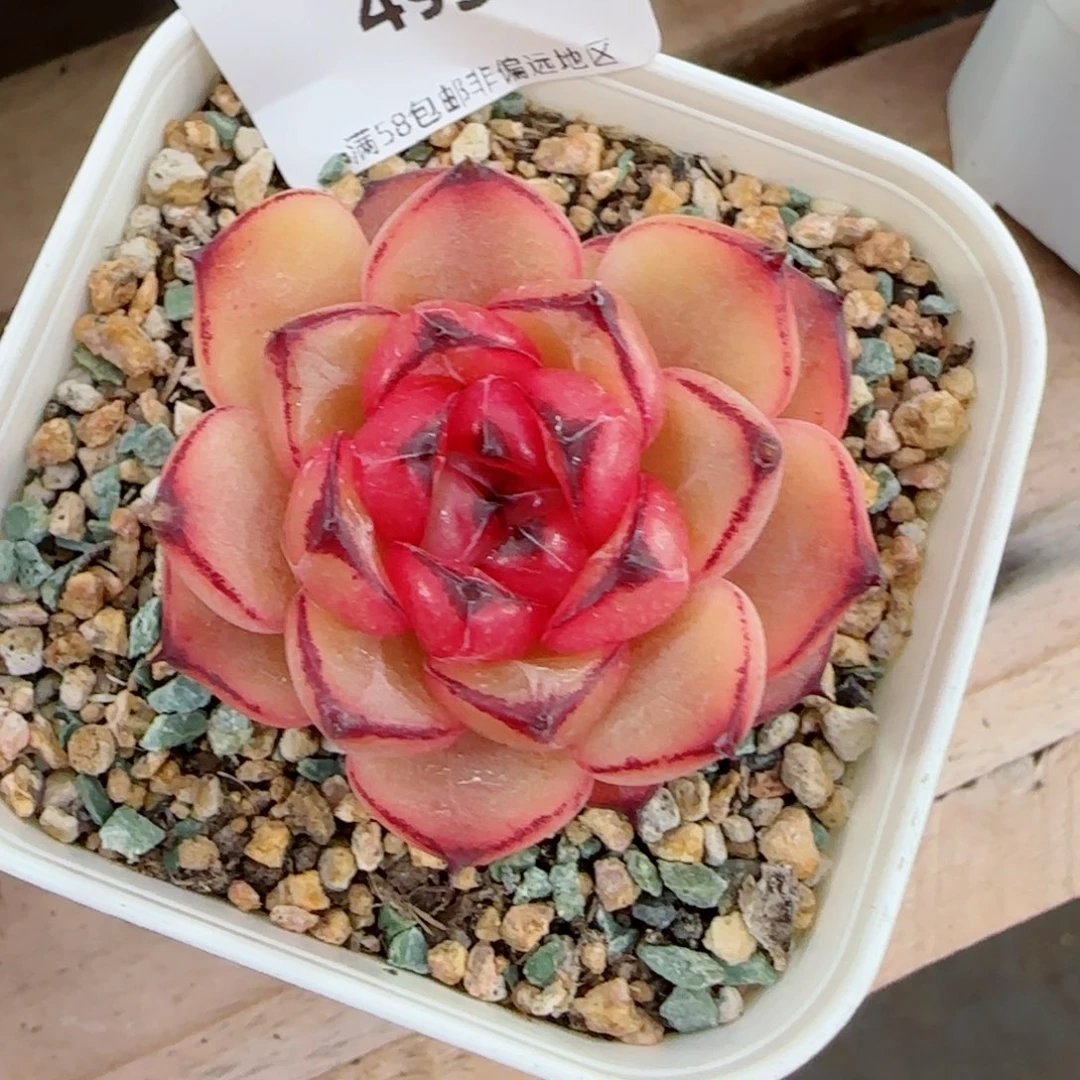 星光珍妮，4936多肉植物