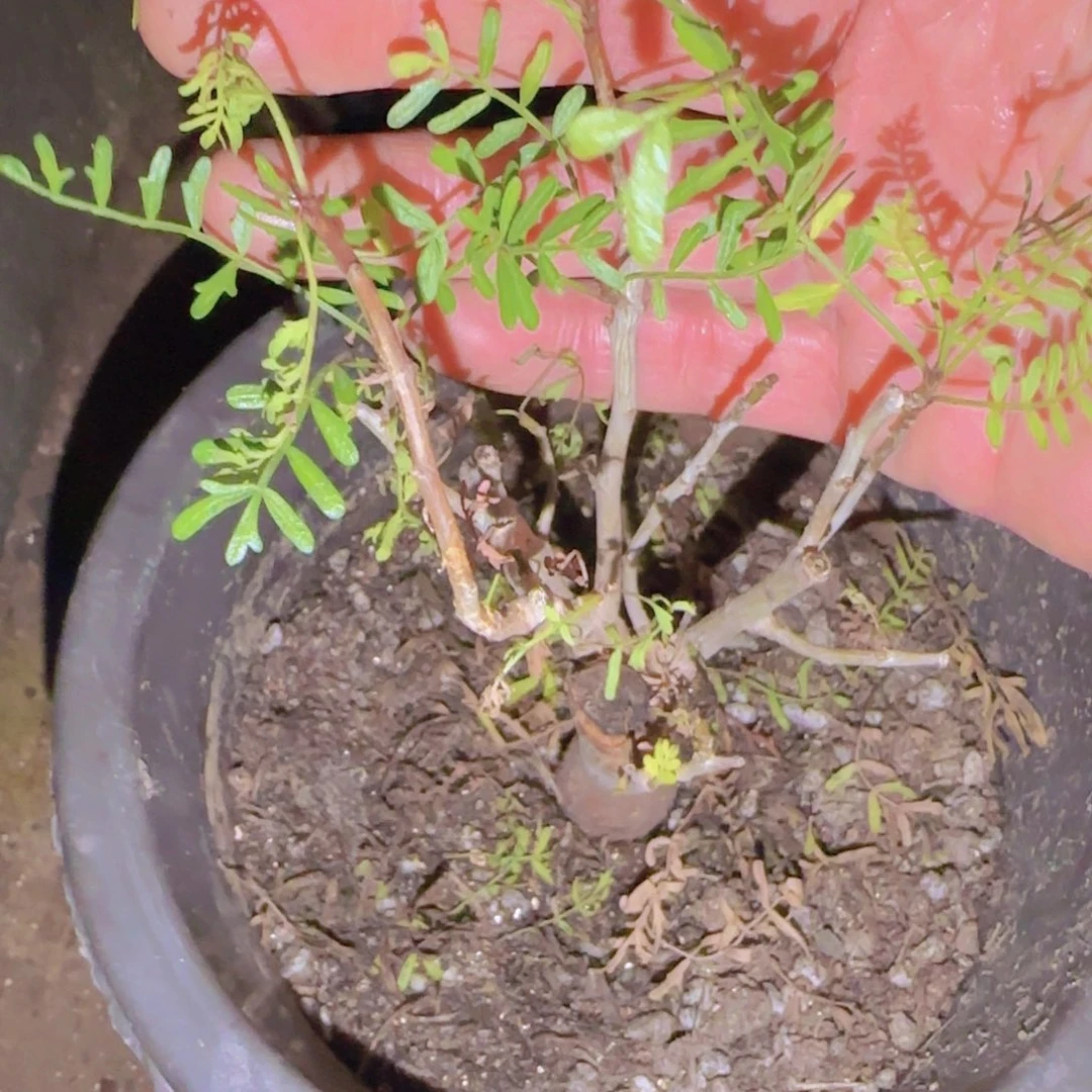 K***g块根植物块根植物