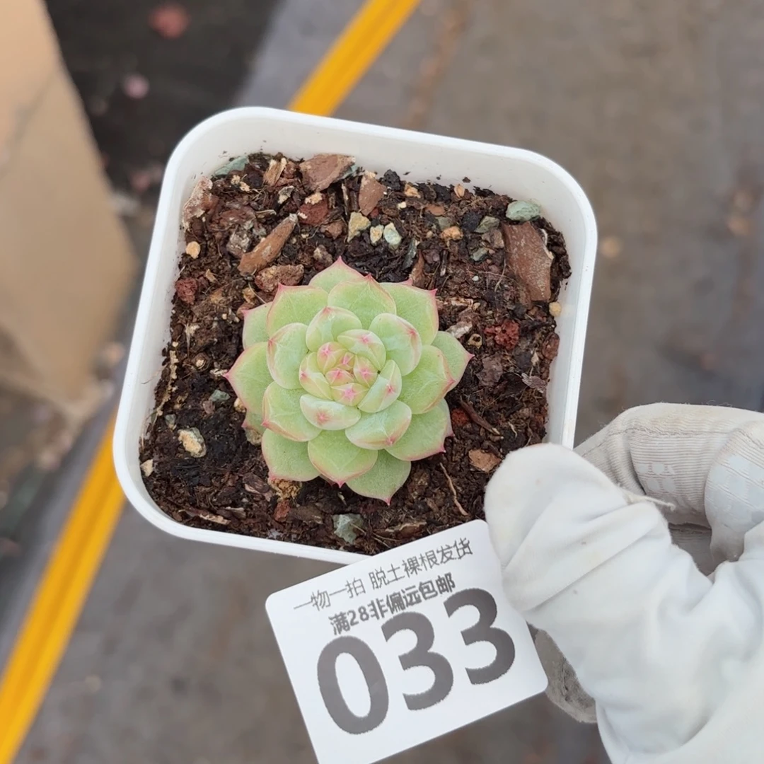 寒非单头无盆土发货