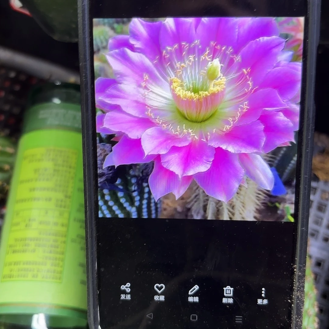 3-300毛号筐瑕疵无售后仙人球22