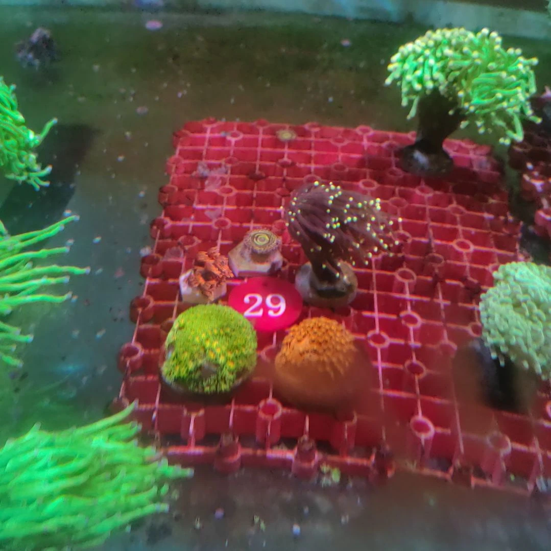 【大翱专属29号】金马蹄花1红豆丁1细头黑火1红单包1平流层1