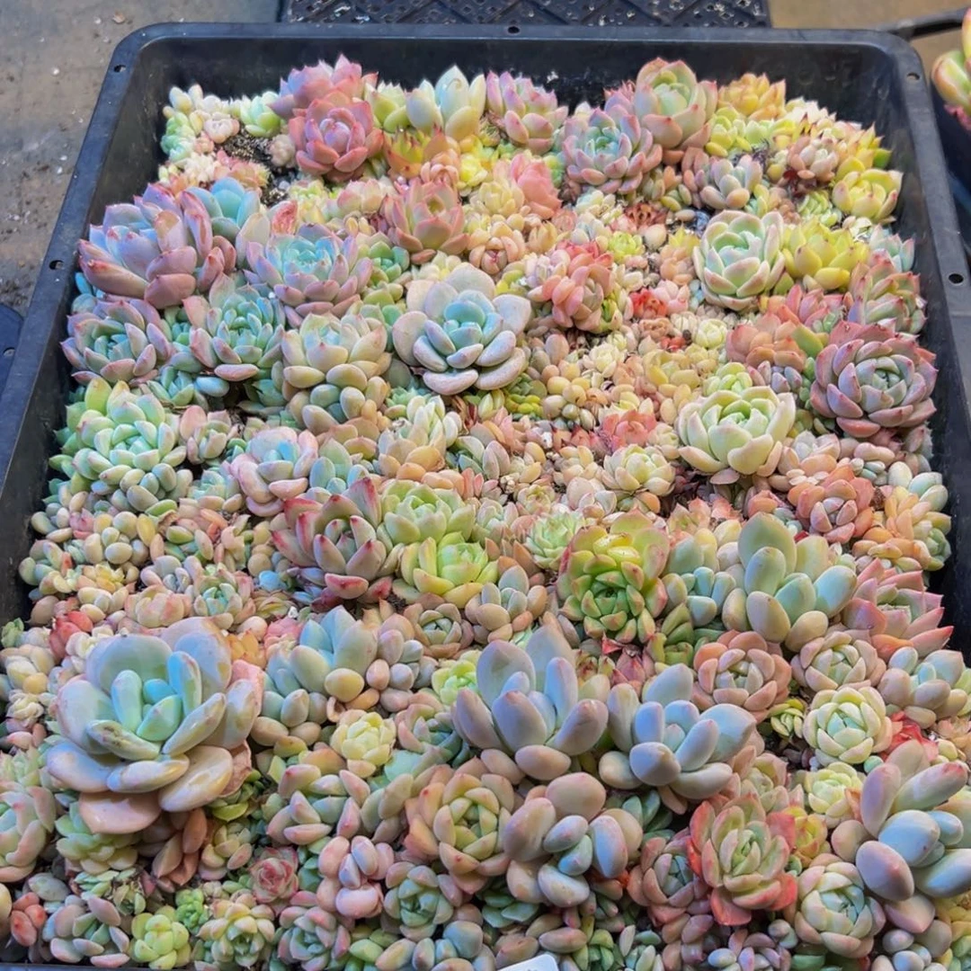 清***636多肉植物和植物的生长发育