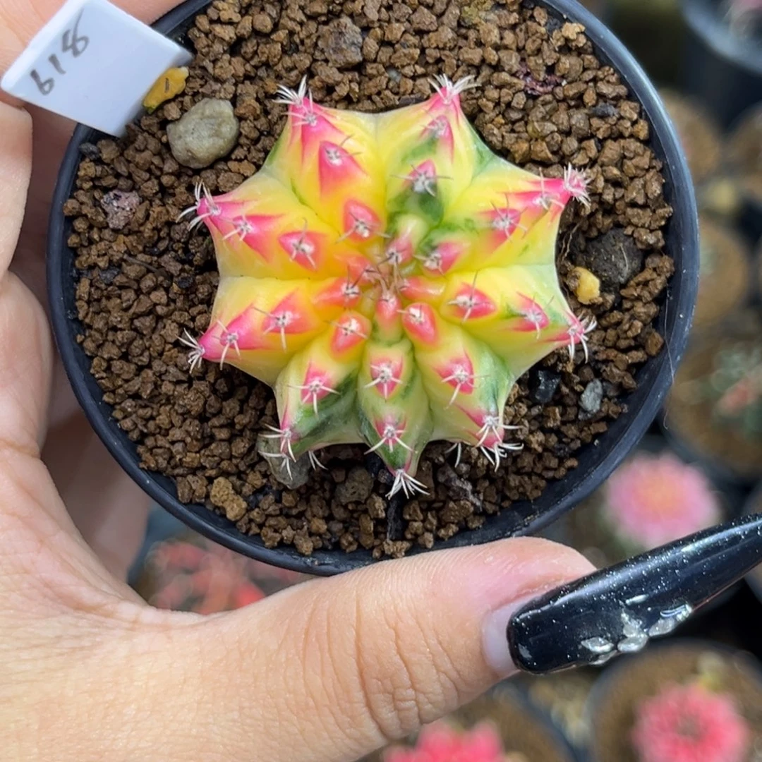 618    带盆土发货