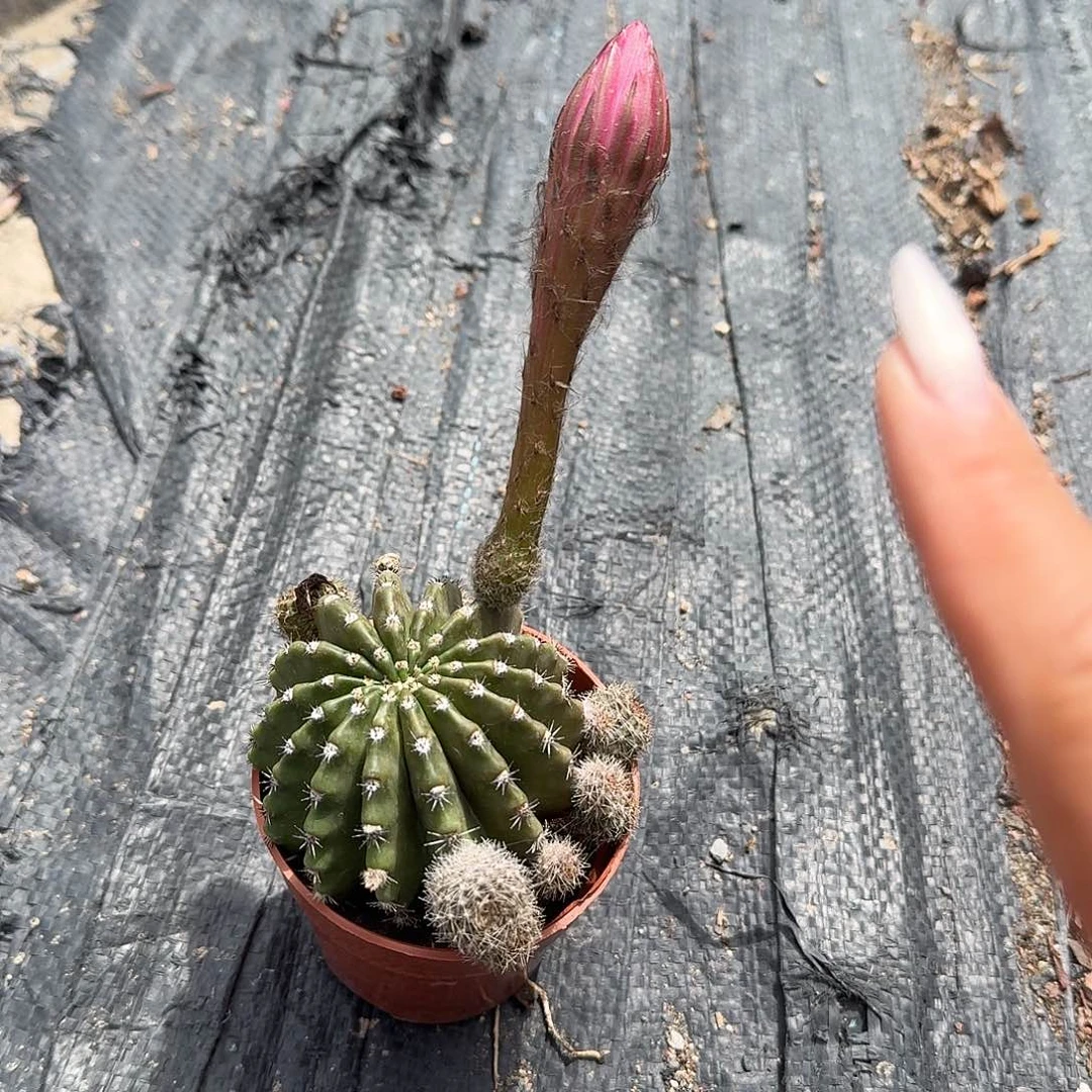 浓桃锦炖藕植物的