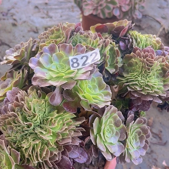 行***水多肉植物一个欧子