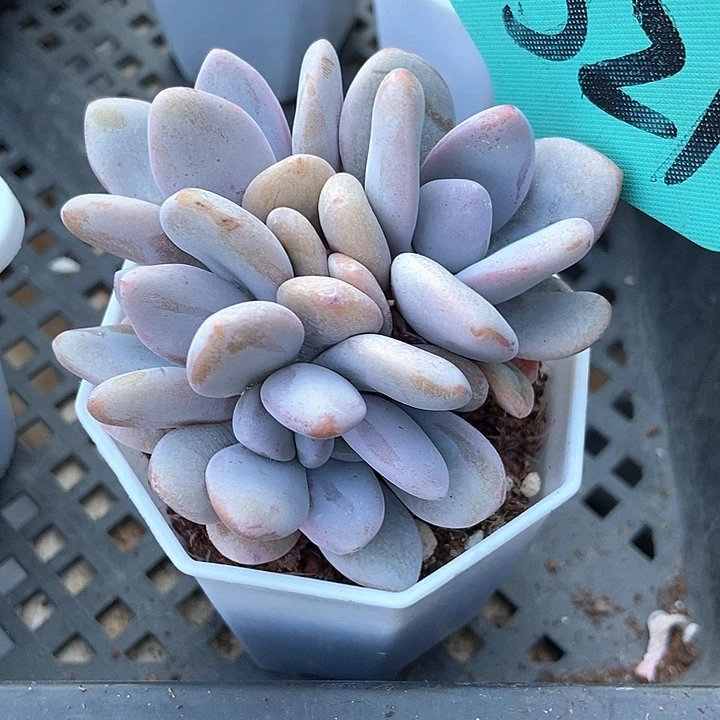 多肉植物粉兔1521