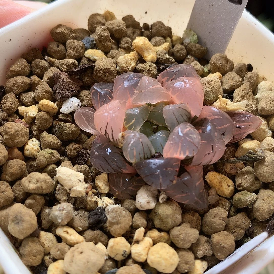 冰灯玉露锦带人土发货