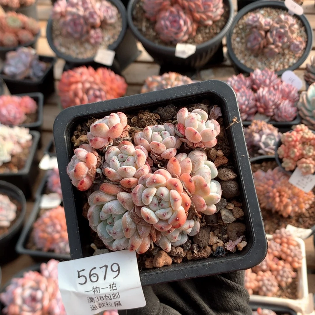 8厘米有砍九头雪爪 5679