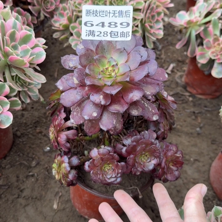 6489二号棚美姬多肉A