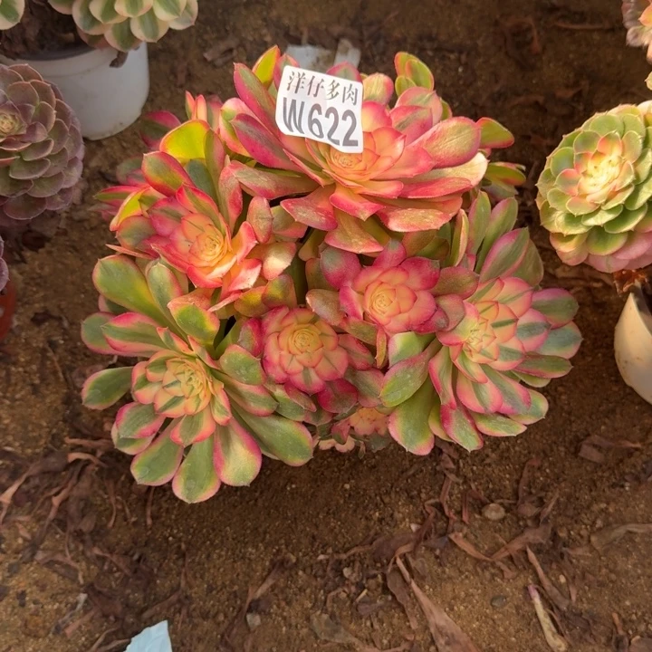 荔枝622官服25左右2