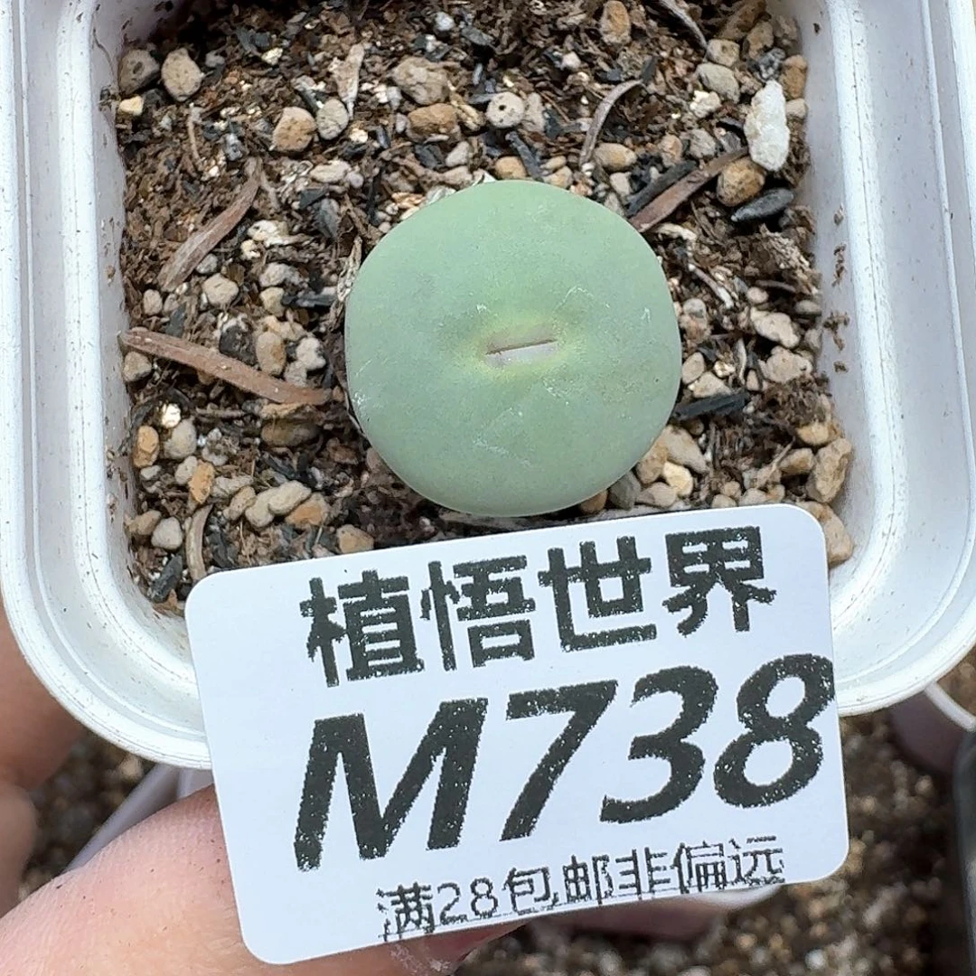 多肉植物多肉植物的