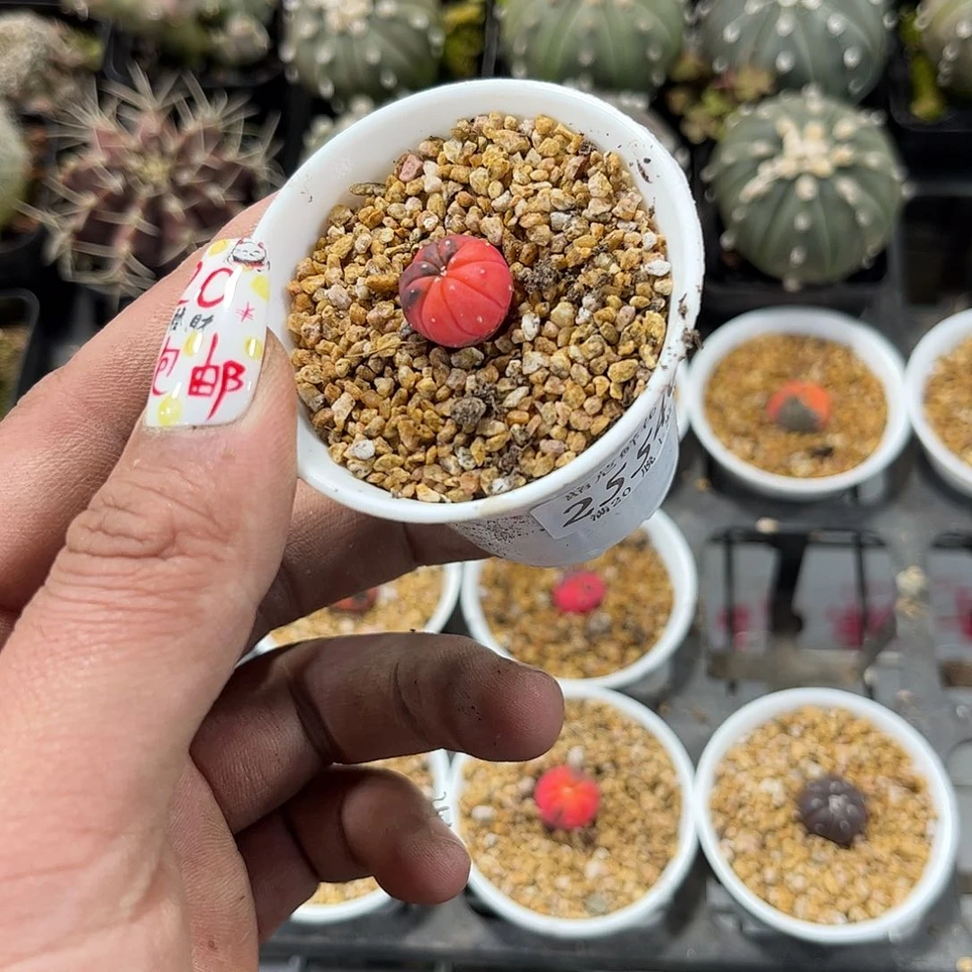 ꧁****꧂25546一物一拍单头发货