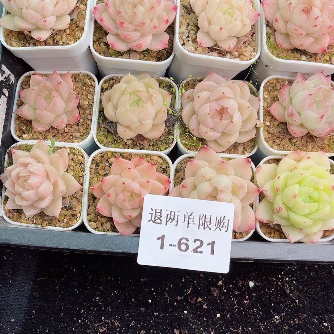 1-621 新疆西藏内蒙零度以下拍保温箱不拍不包损