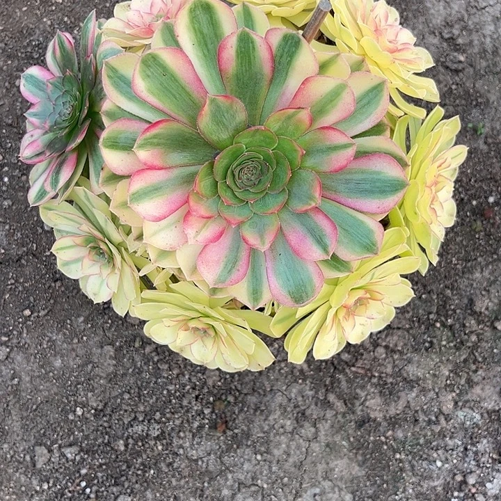 多肉植物雨荷锦…………