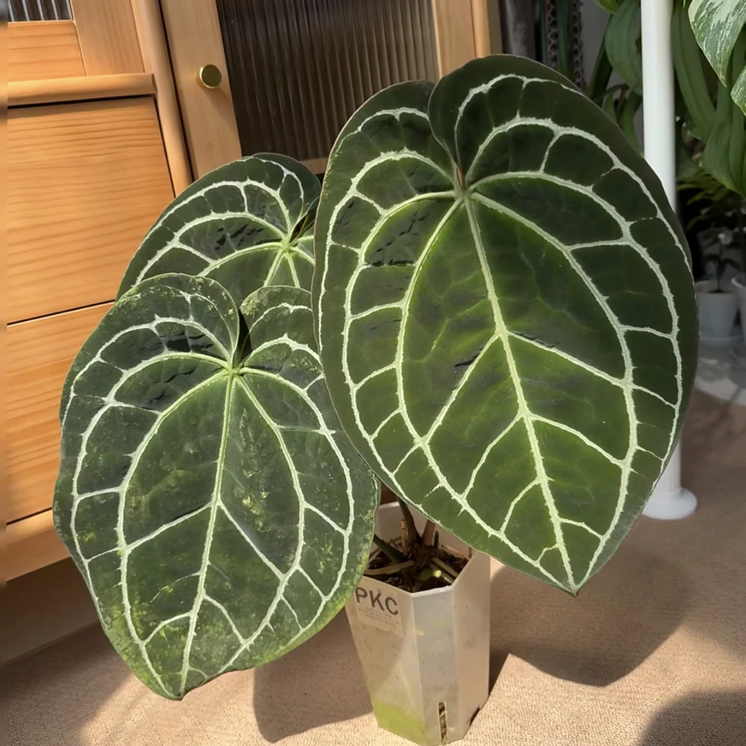 【小苗】水晶花烛室内好养耐看的网红绿植盆栽