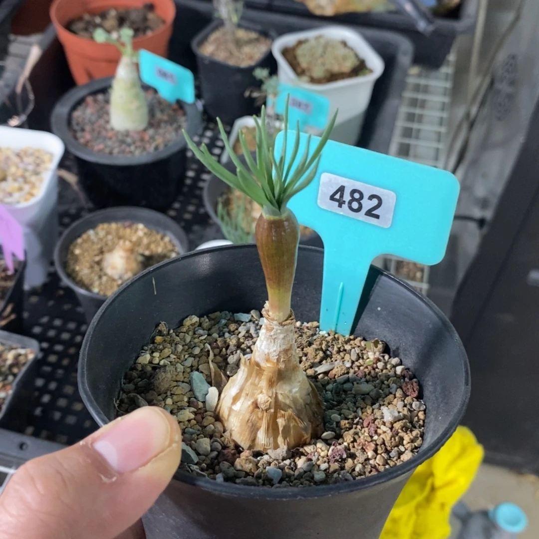 Gn弹簧草产地多肉植物