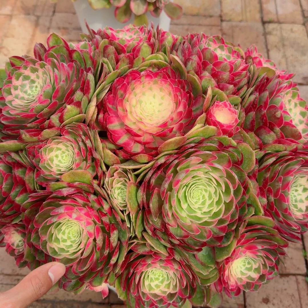 毛**姥多肉植物发货发货