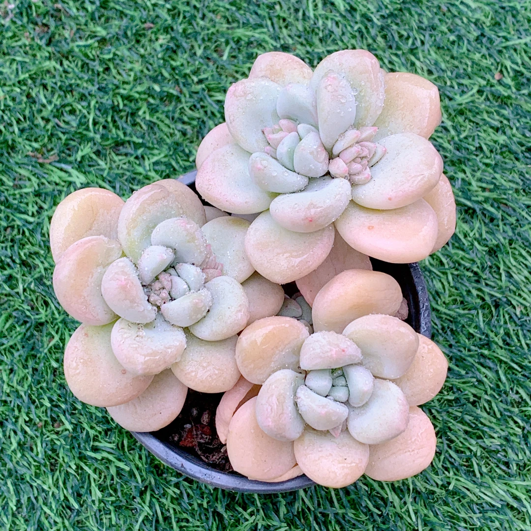 泡泡糖 精品多肉 阳台盆栽 一单包邮