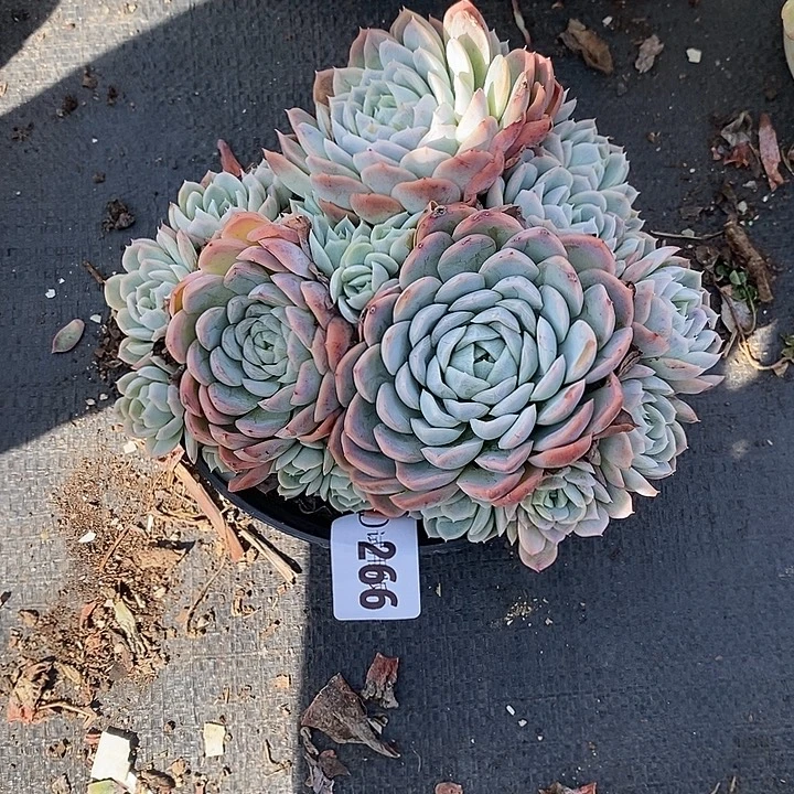 英***266雪球多肉植物多肉