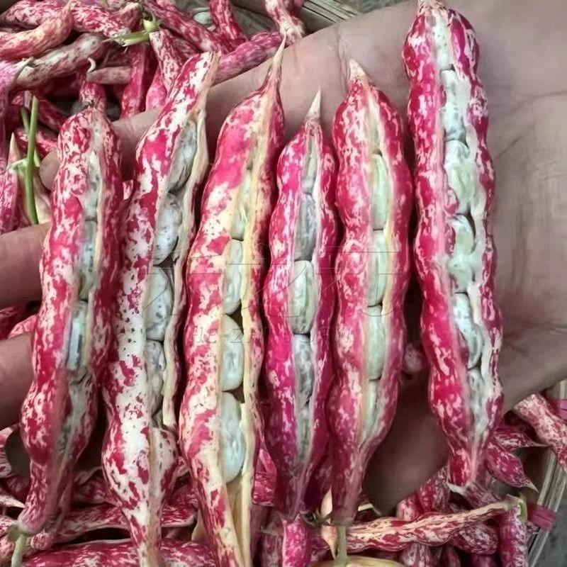 【今年新种】红金钩豆角种子豆角子搭架菜豆角菜籽