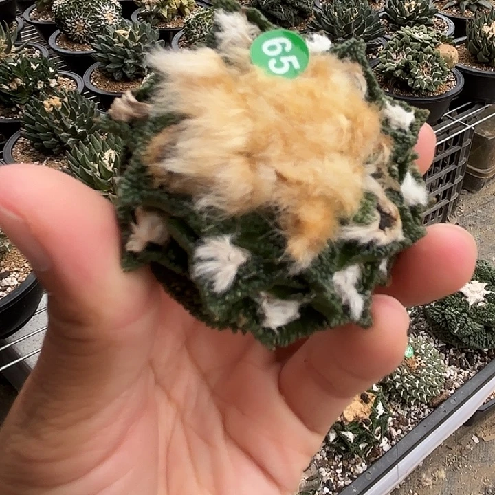 风***甩袖蒲苗接落地仙人球65