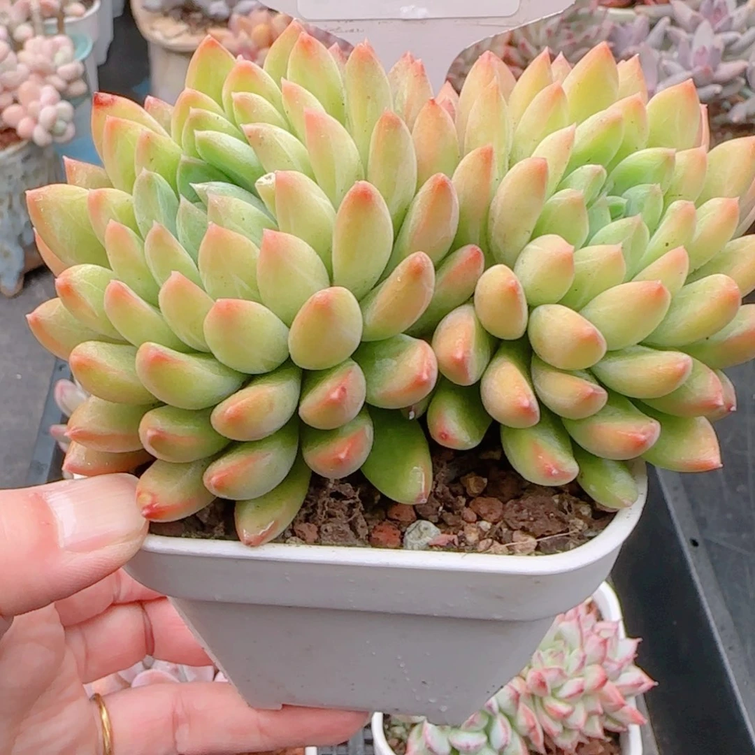 多肉植物8202………！nmnmm