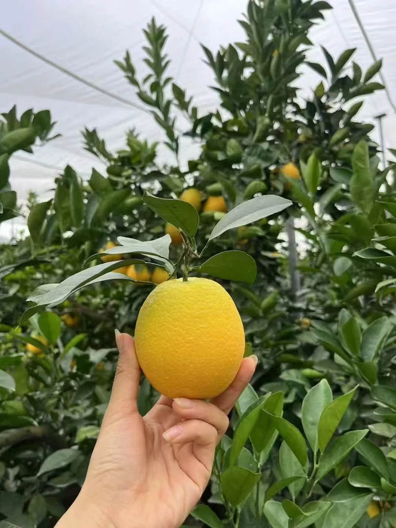 赣南脐橙爽口多汁