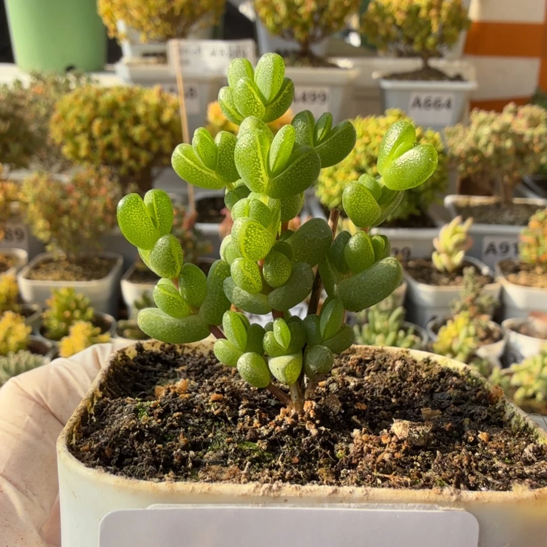 A955元宝枝干一物一拍