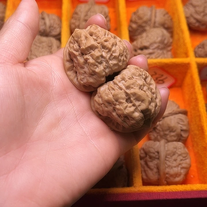 葫芦涞水山地果蛤莫头40尺318号