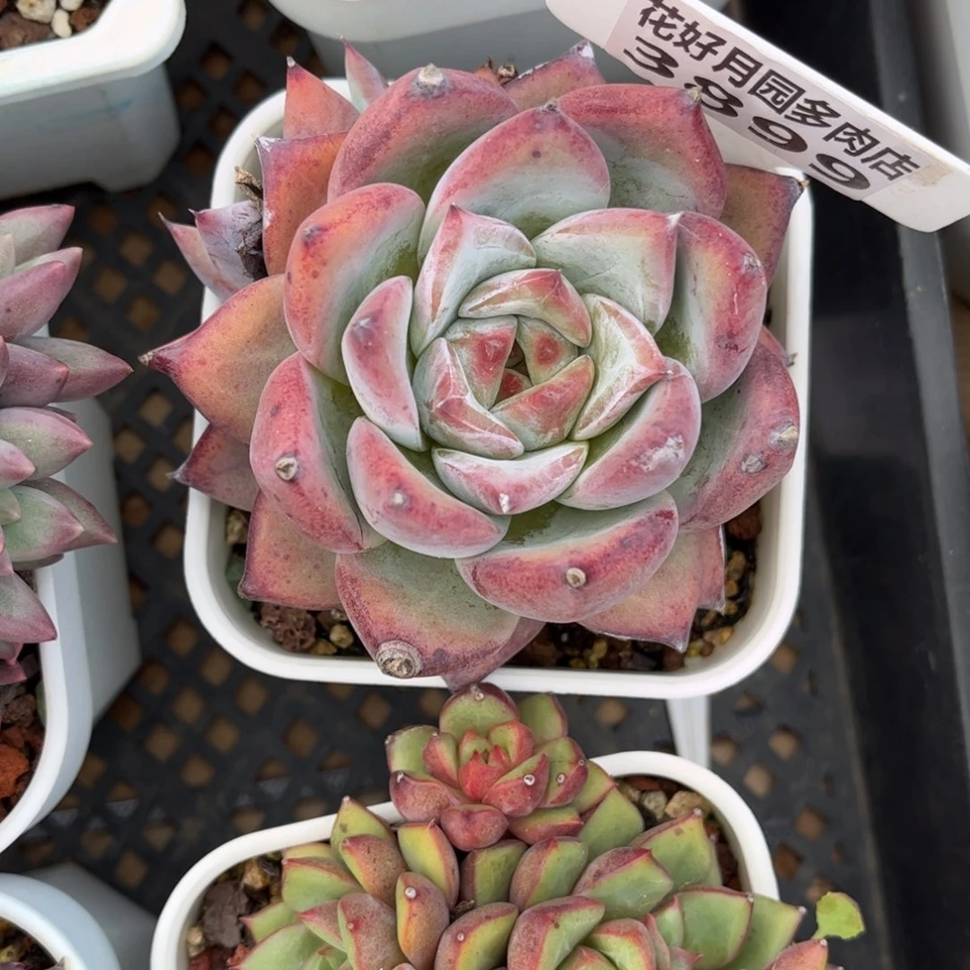 多肉植物3899 满30包邮