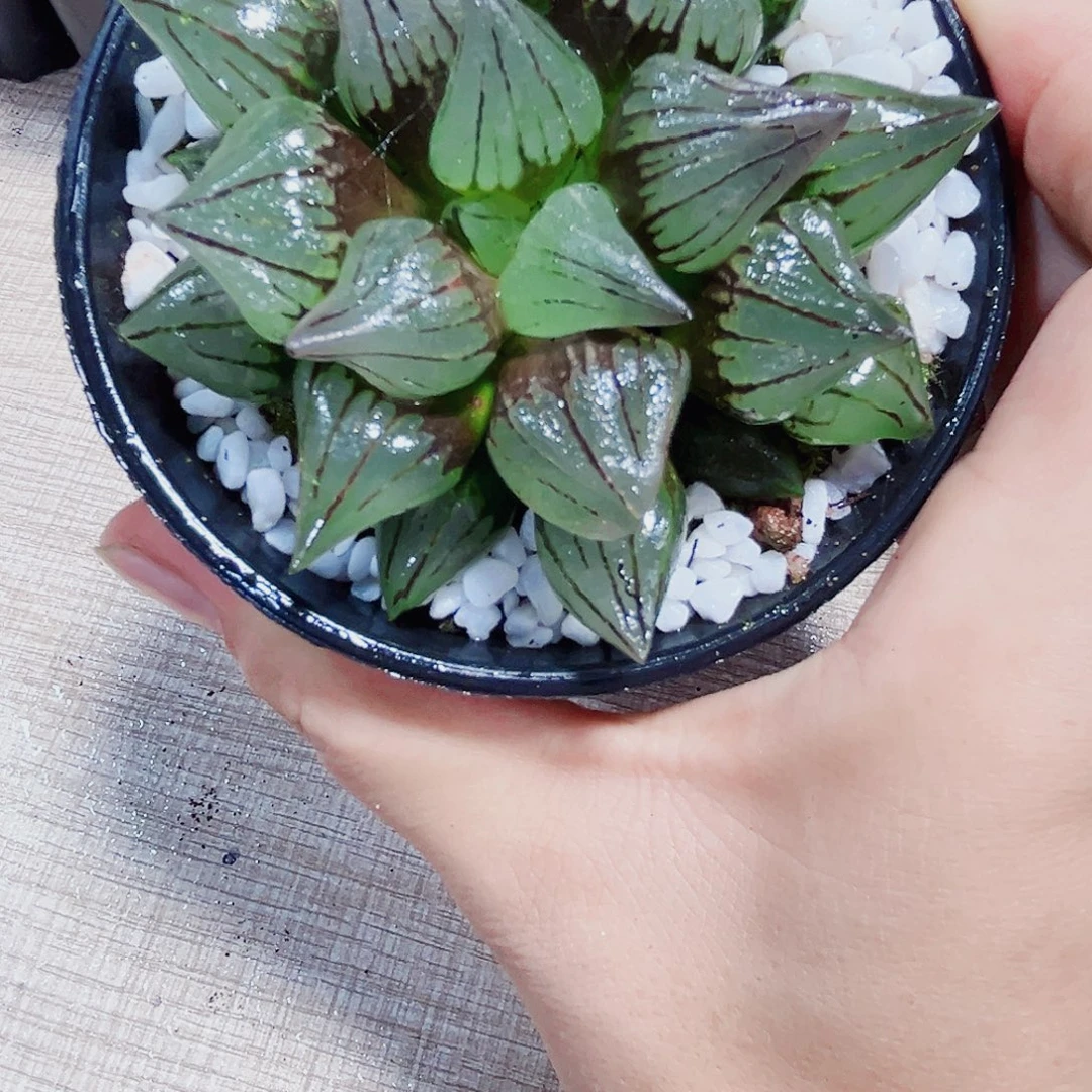 母本西瓜寿多肉植物